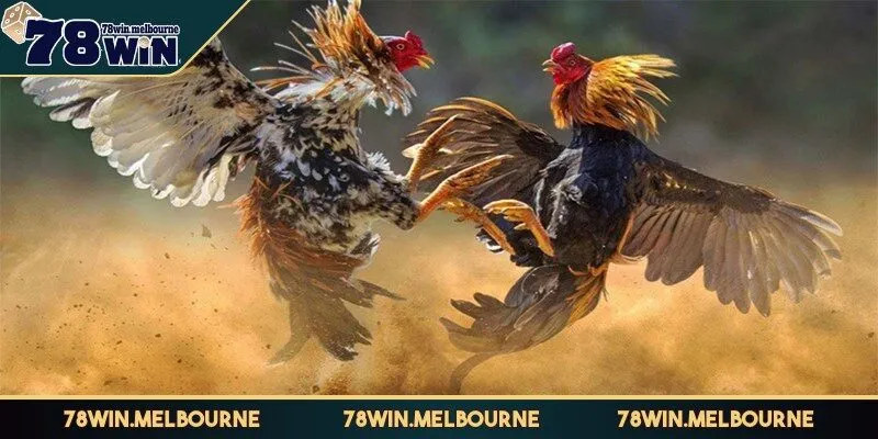 Luật chơi cá cược đá gà 78WIN cho mọi kê thủ