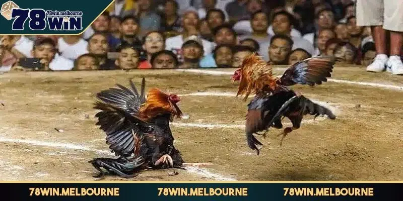 Đá gà Thomo đã trở thành một sân chơi quen thuộc hiện nay